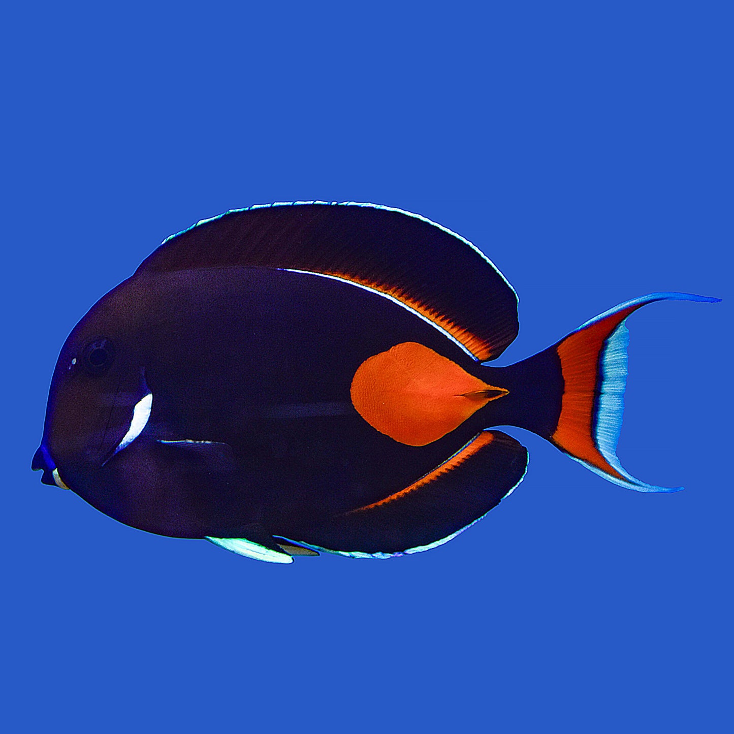 Achilles Tang