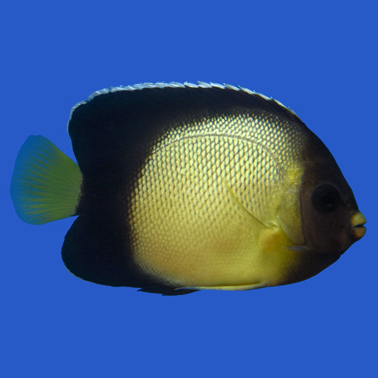Xanthotis Angelfish