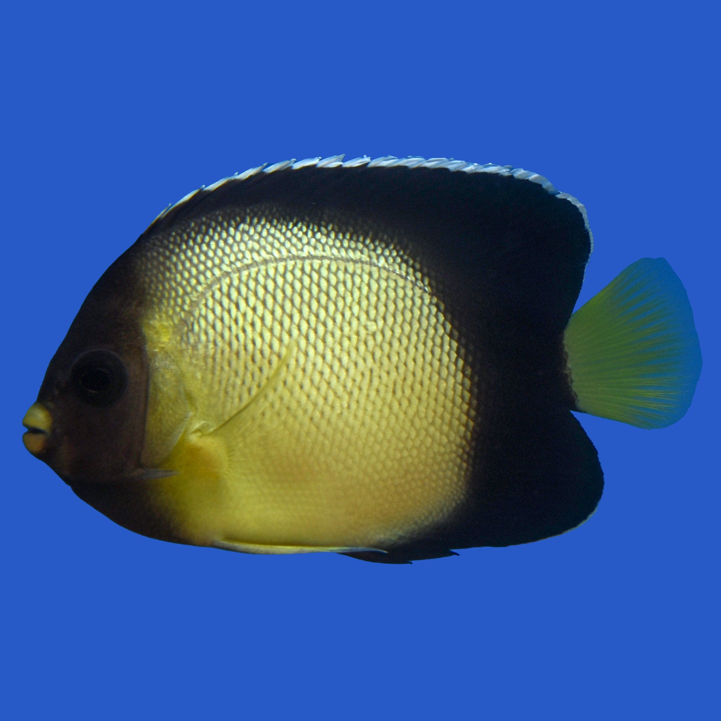 Xanthotis Angelfish