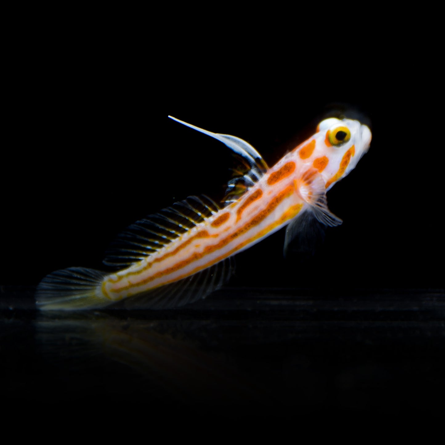 Yasha Goby