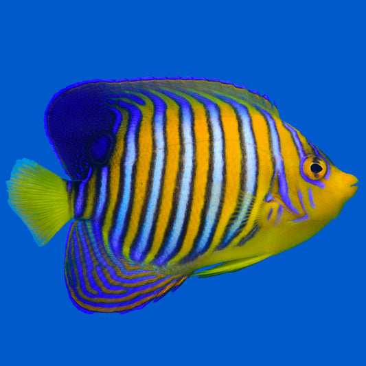 Regal Angelfish