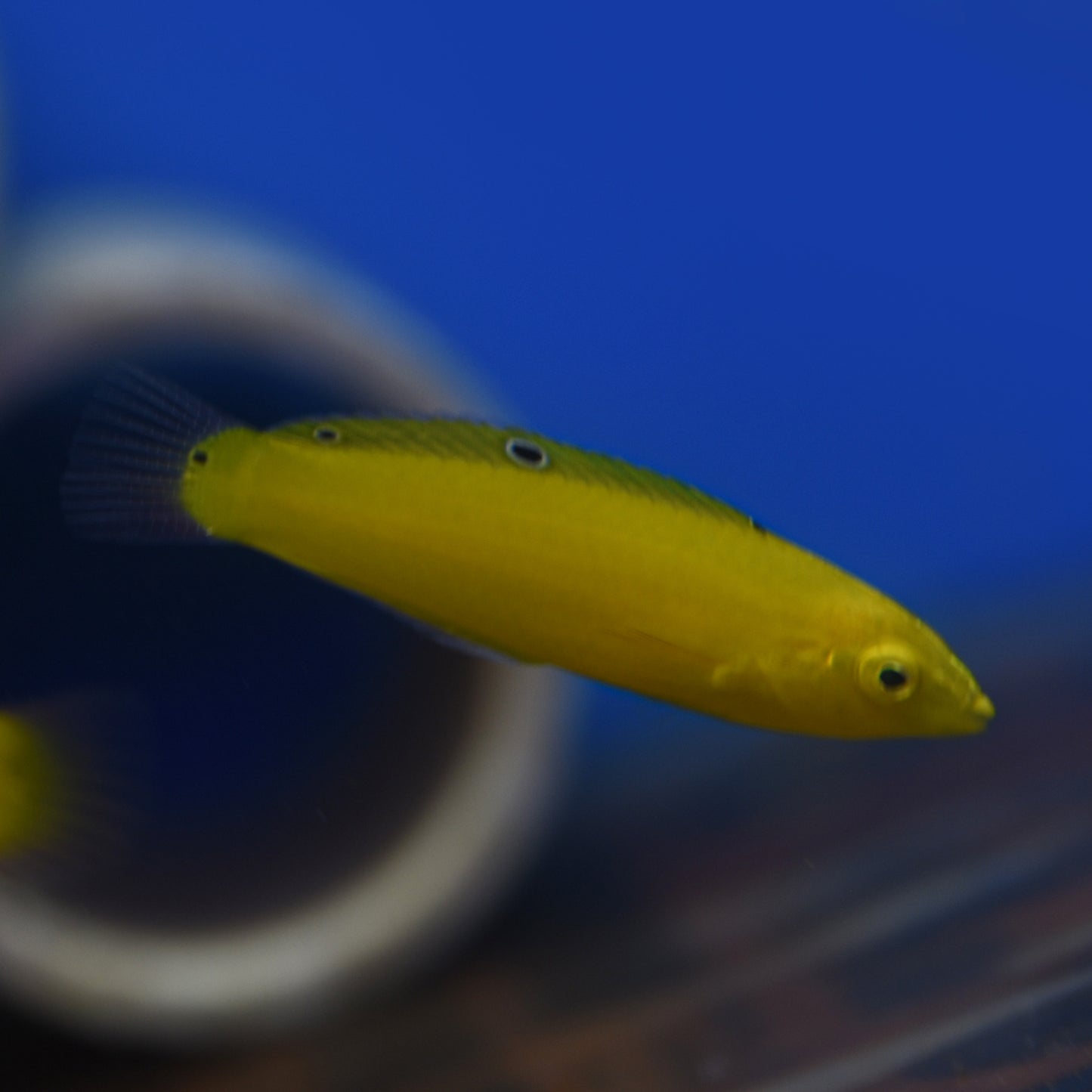 Yellow Coris Wrasse