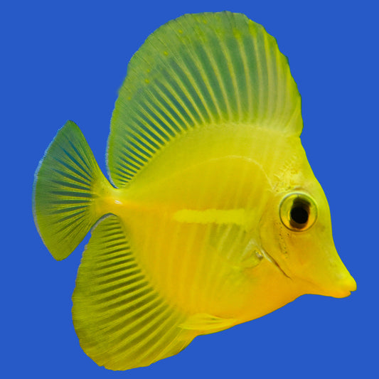 Yellow Tang - Aquacultured