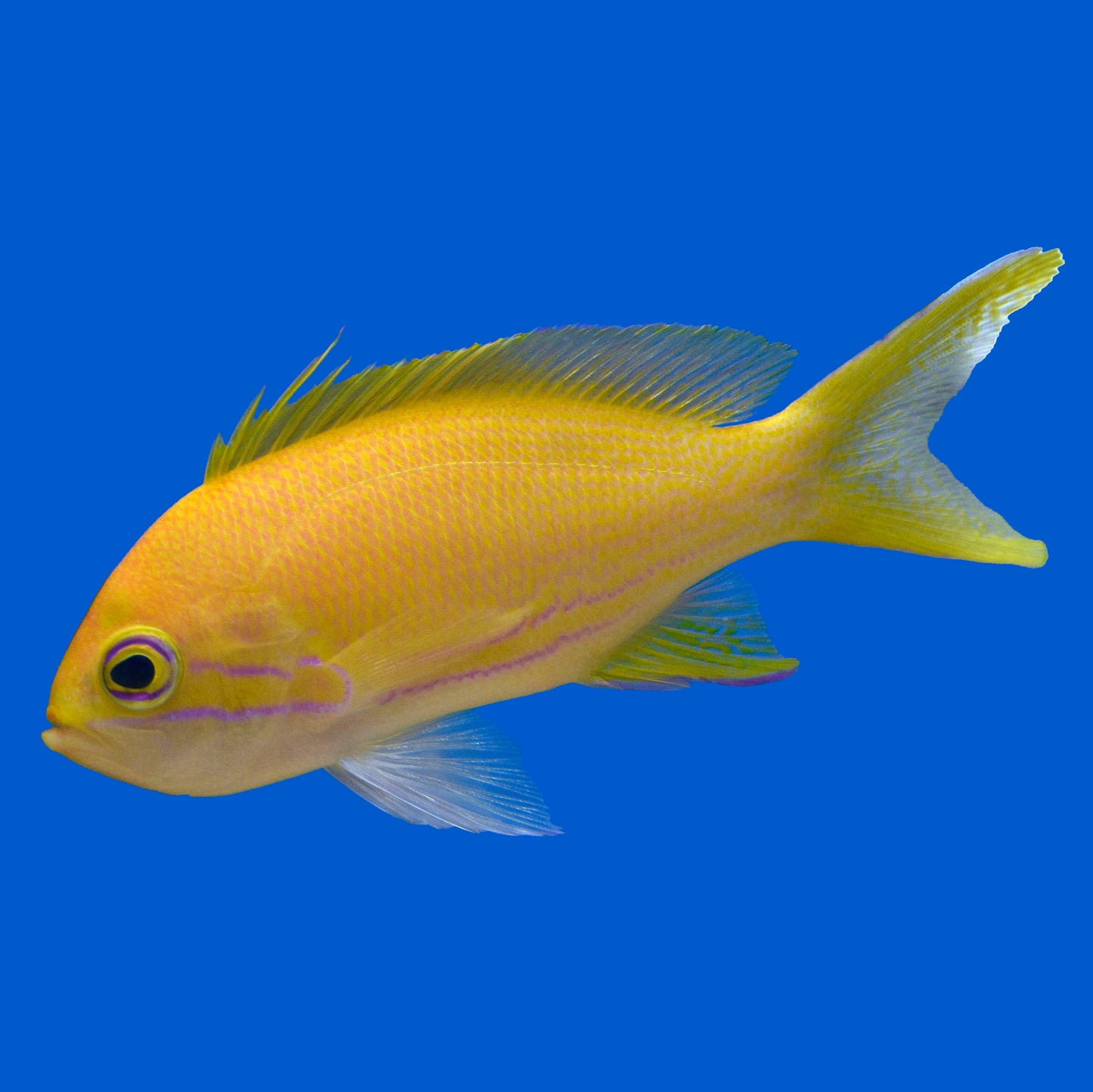 Square Anthias