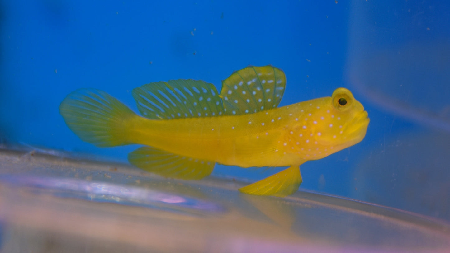 Yellow Watchman Goby