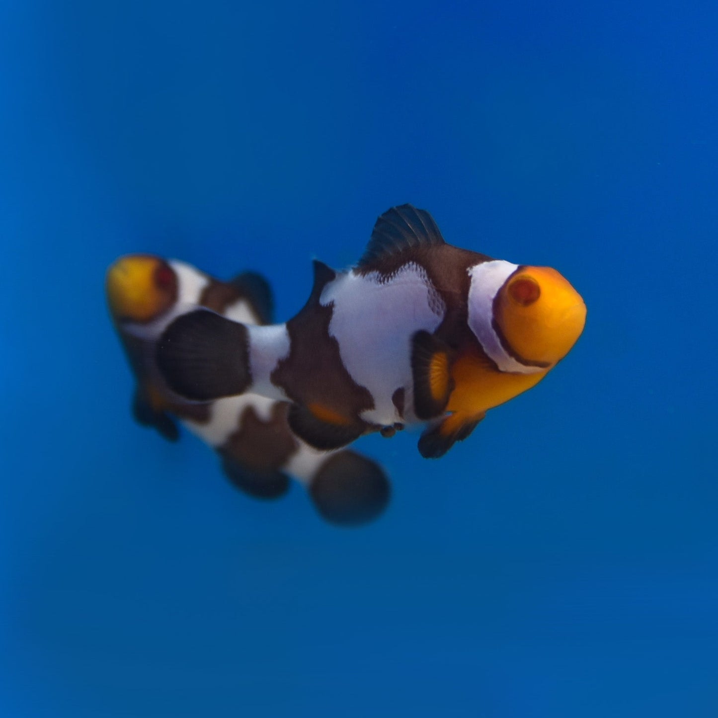 Zombie Clownfish - Aquacultured