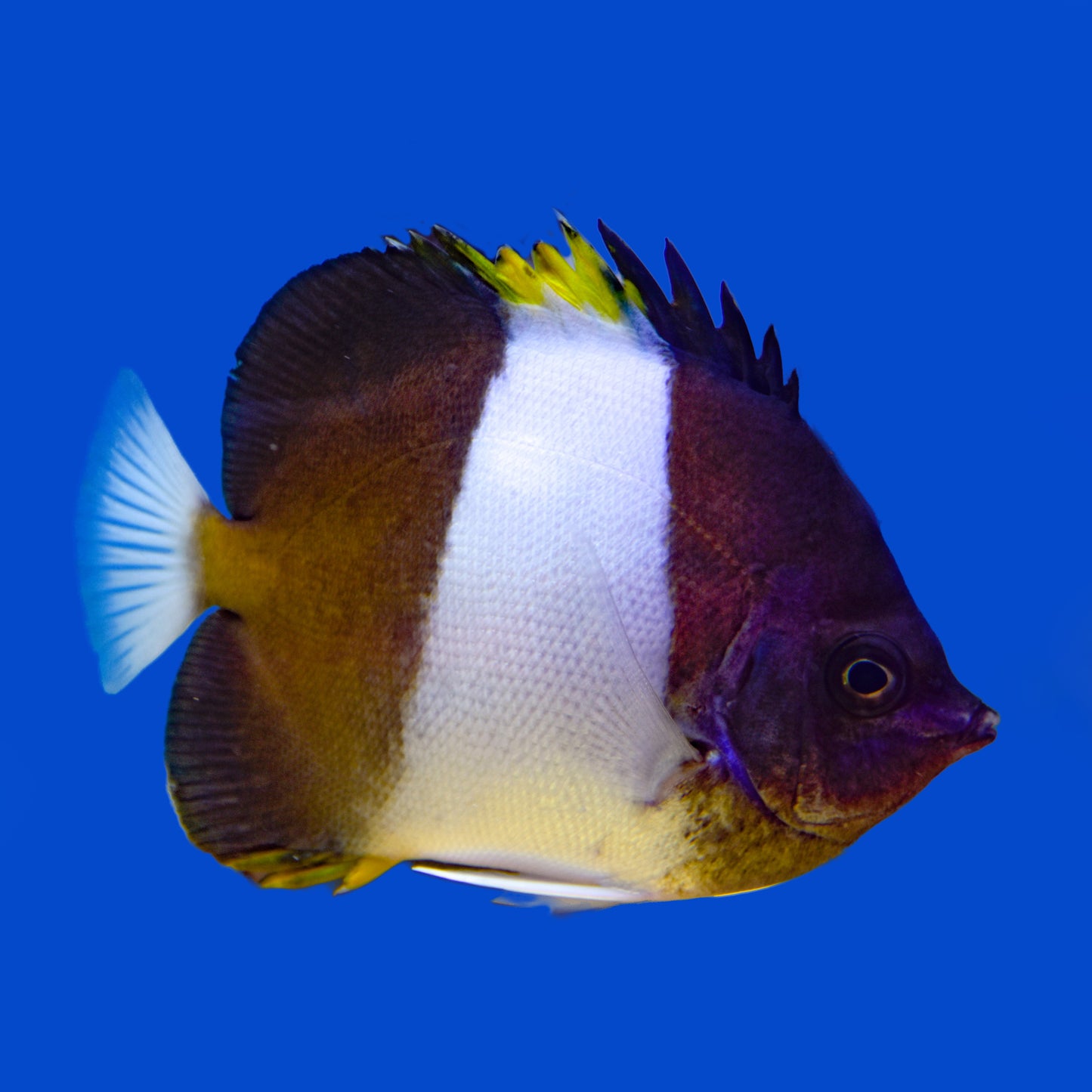 Zoster Butterflyfish