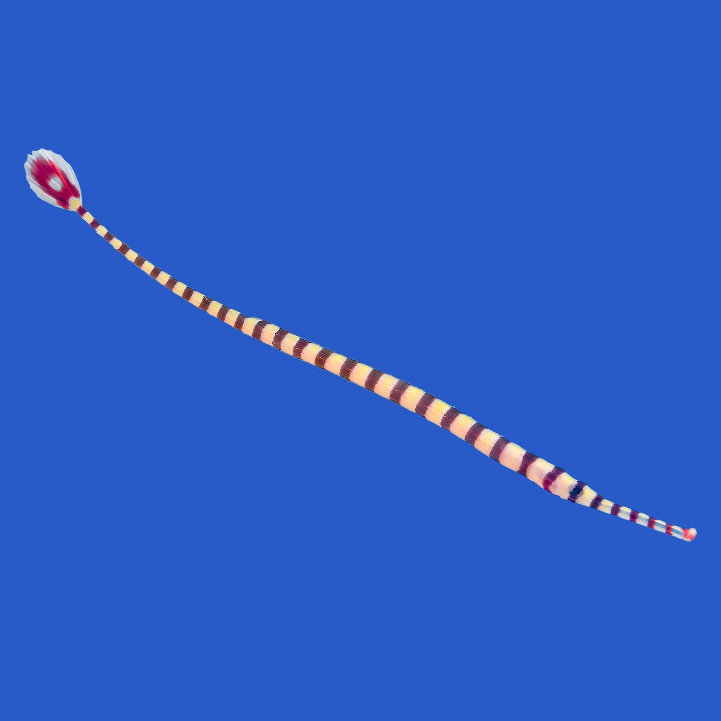 Banded Pipefish