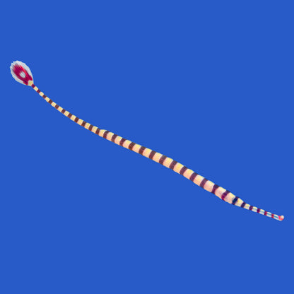 Banded Pipefish