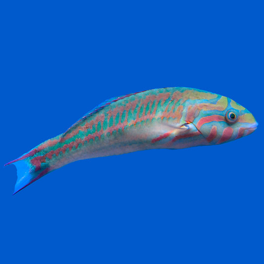 Five Stripe Wrasse