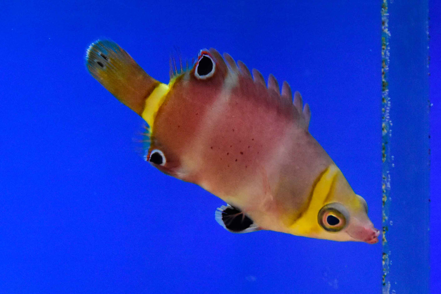 Possum Wrasse